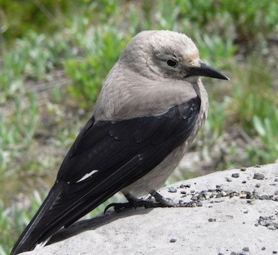 A large bird with a grey head and body, a sharp beak, and black wings.