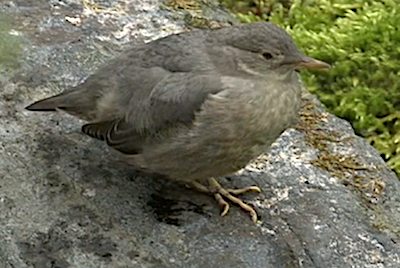 A grey bird rests on a rock next to a stream.