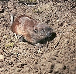 Pocket Gopher