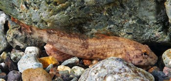 A small brown-orange fish wedged between rocks in a creek.