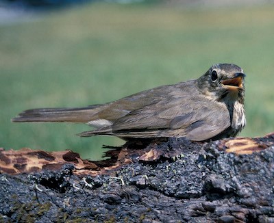 A bird with an open mouth nests on a branch.