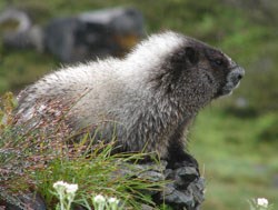 Hoary Marmot