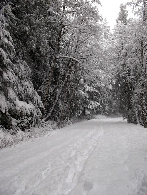 Snowshoe tracks along a snow-covered road through a forest.