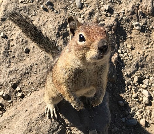 A squirrel with yellow-brown fur stands on its hind legs to beg for food.