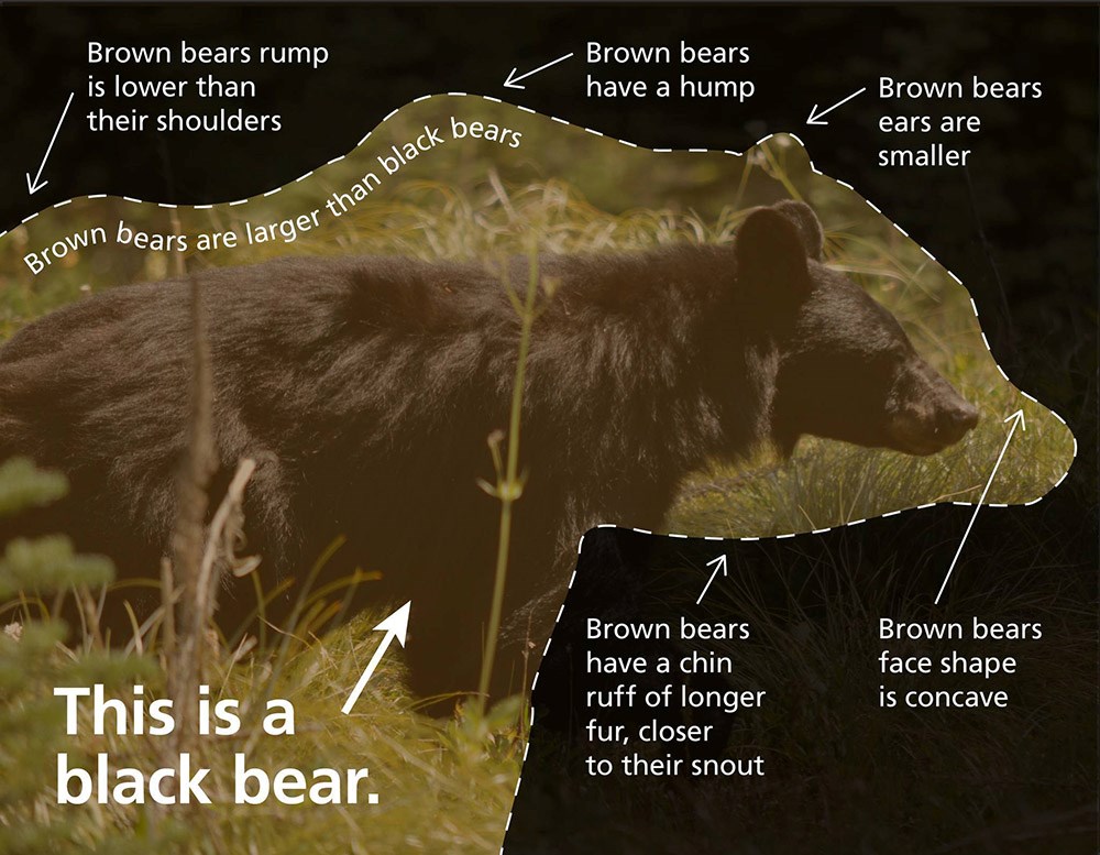 Graphic comparing a brown bear (size outlined by a dotted line) overlaying a much smaller black bear photographed in profile. Text describes different features: brown bears are larger than black bears; brown bears have a hump, etc.