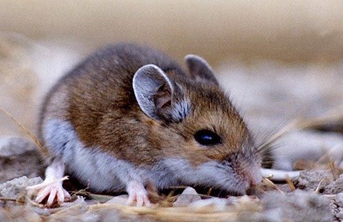 A small brown and white mouse.