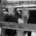 GRKO16114f_feedlot1972