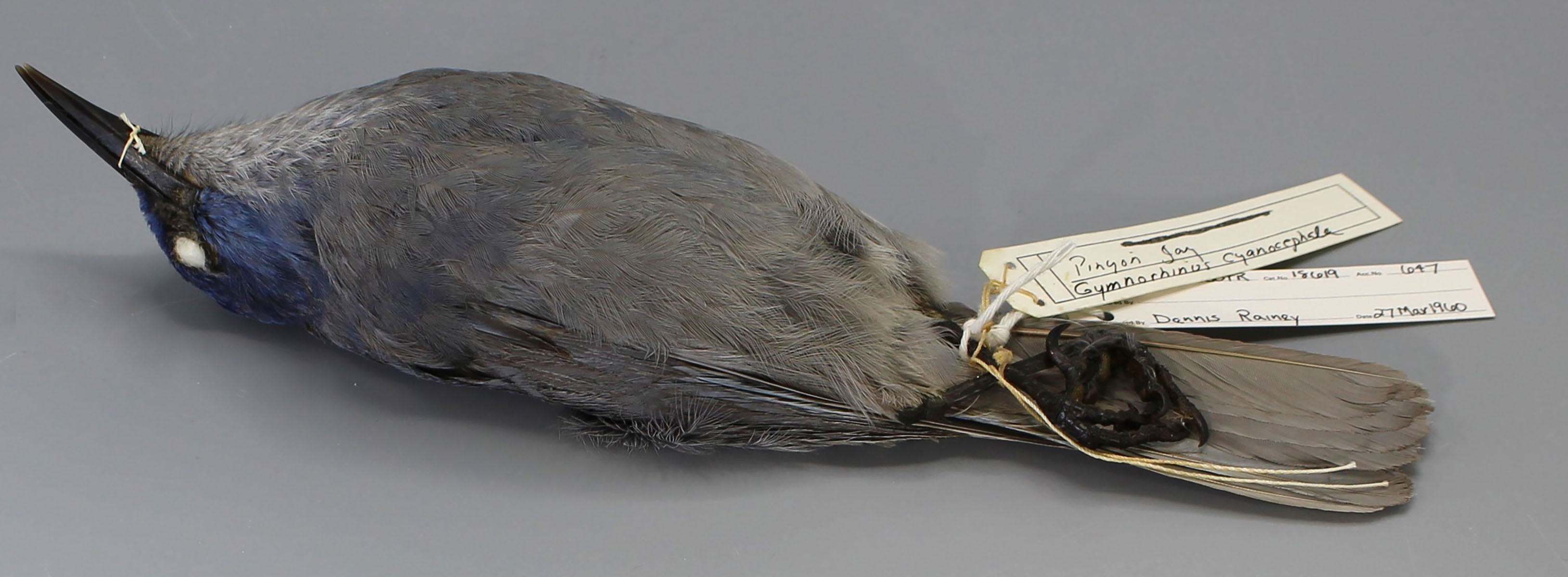 Pinyon Jay specimen