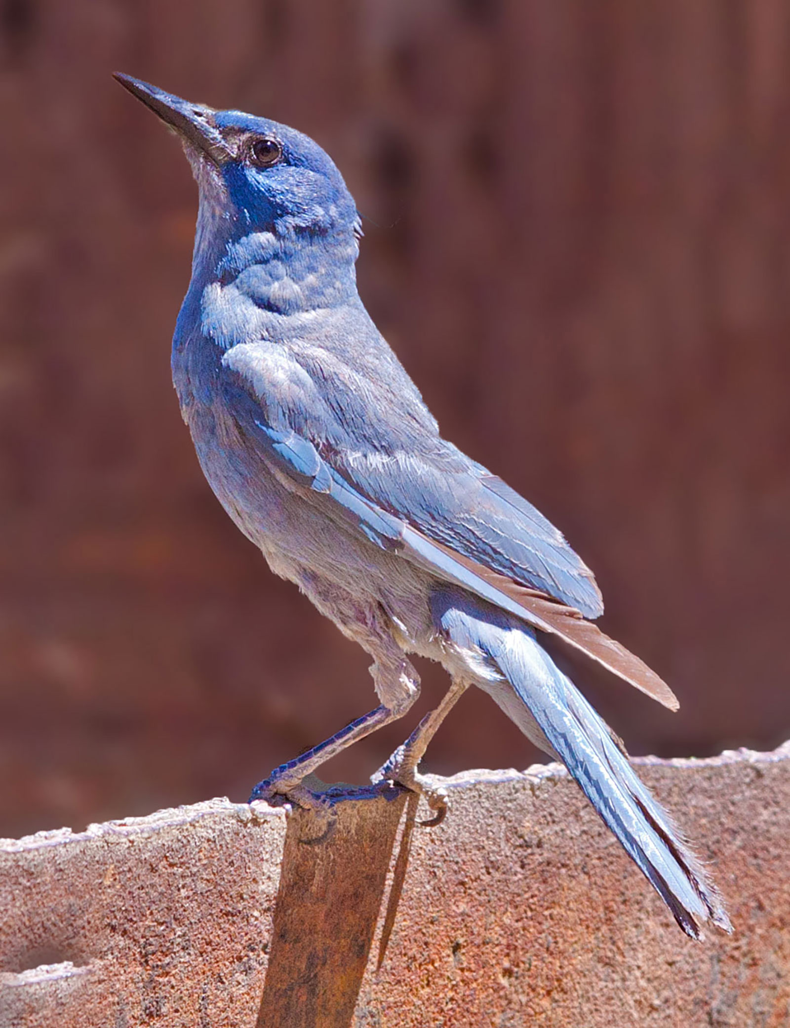 Pinyon Jay