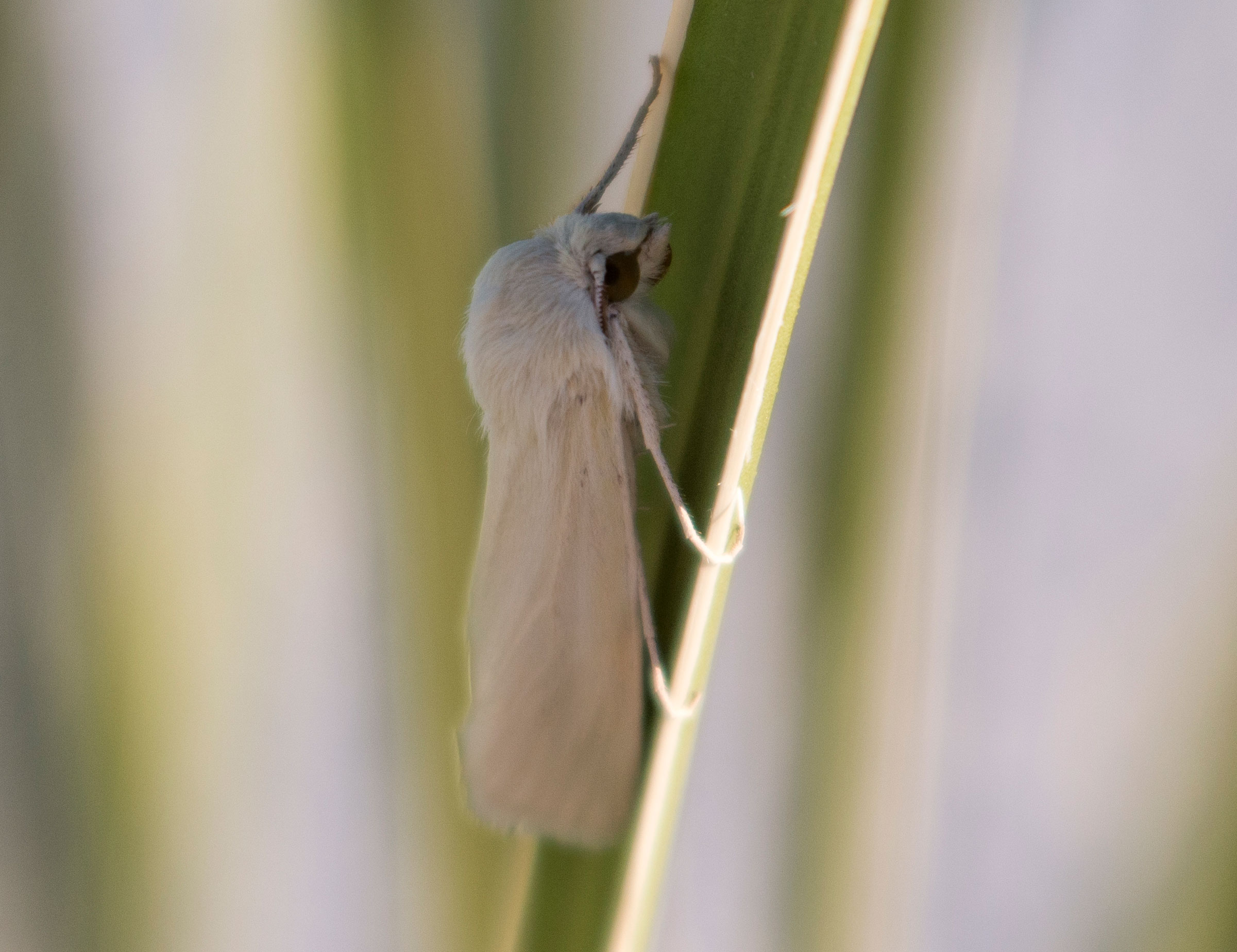 Yucca Moth