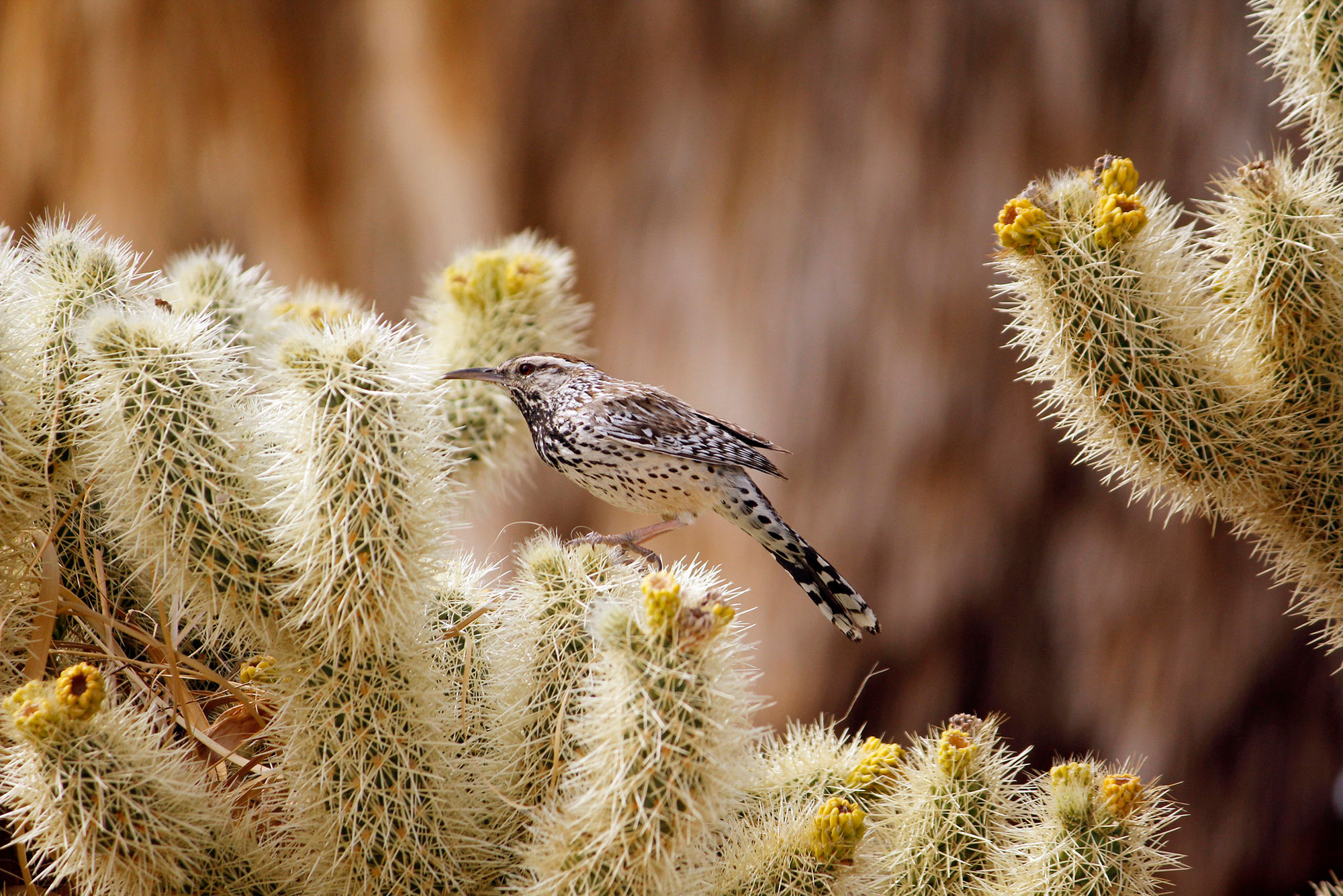 Cactus Wren