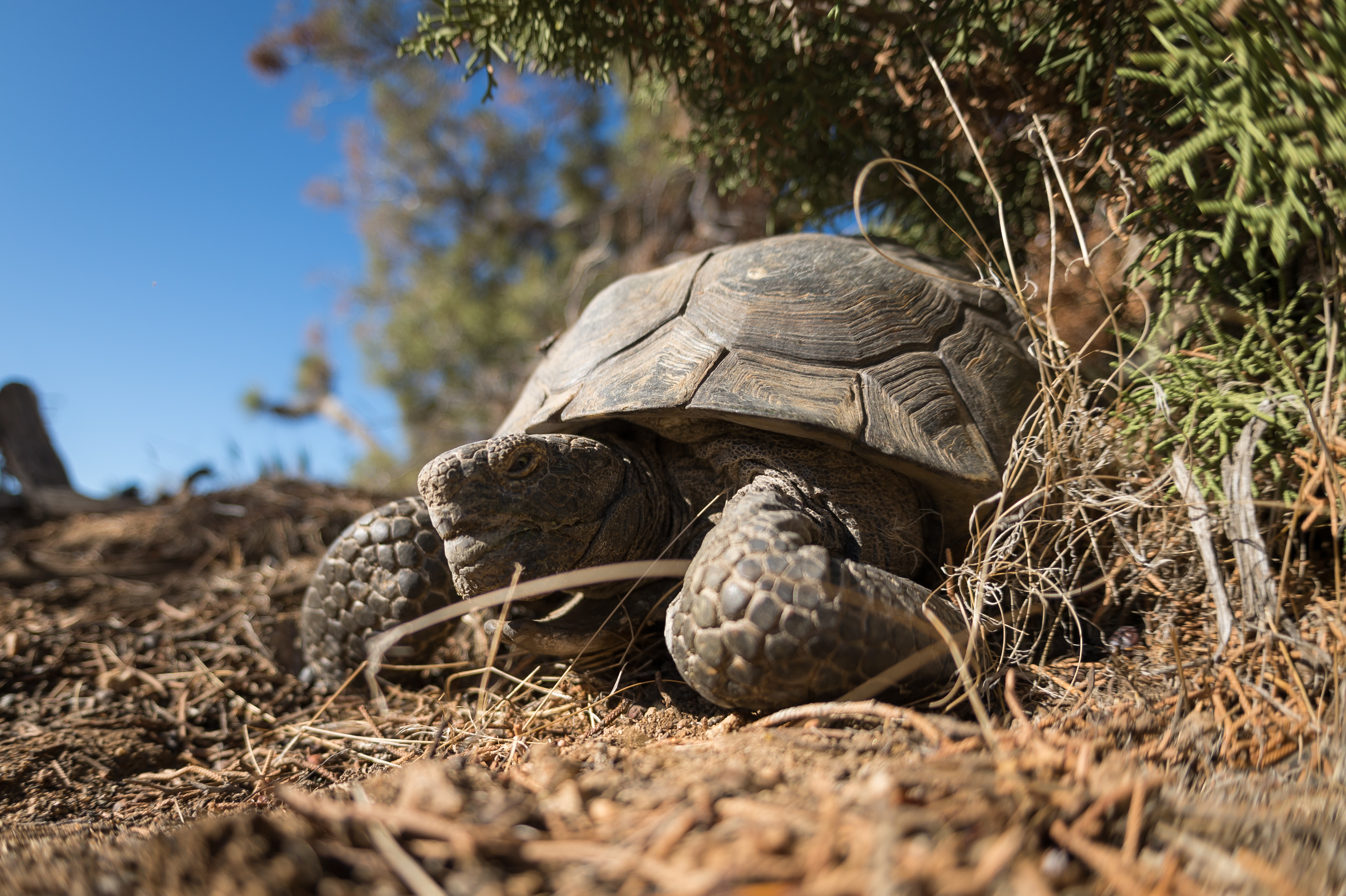 Desert Tortoise