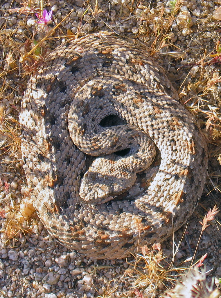 Sidewinder (Crotalus cerastes)