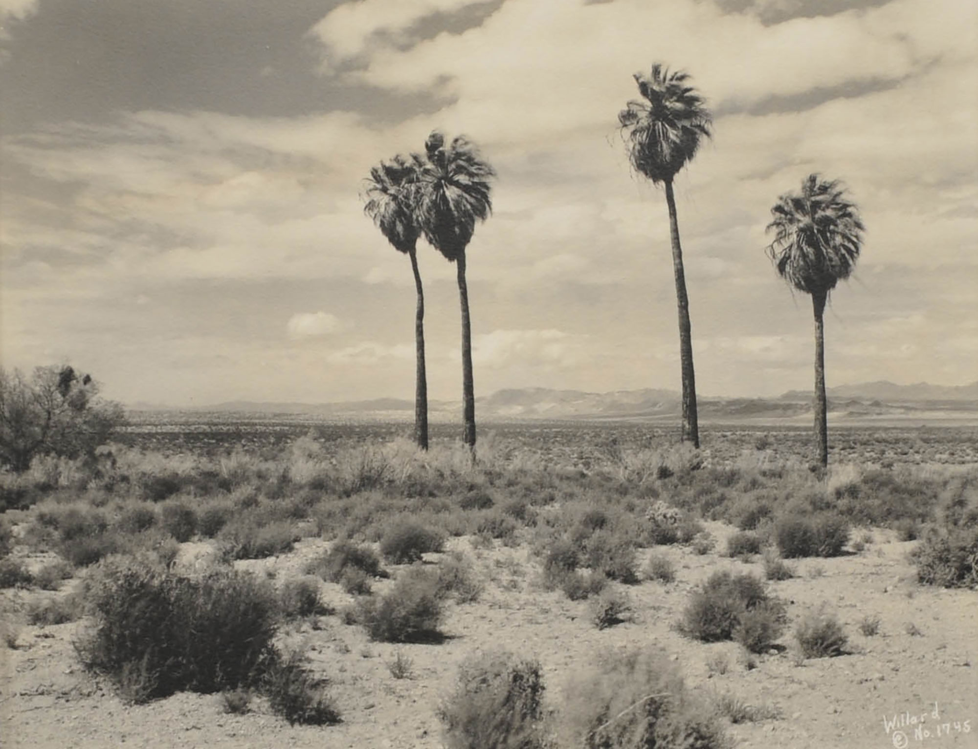 Twenty-nine Palms at Dusk