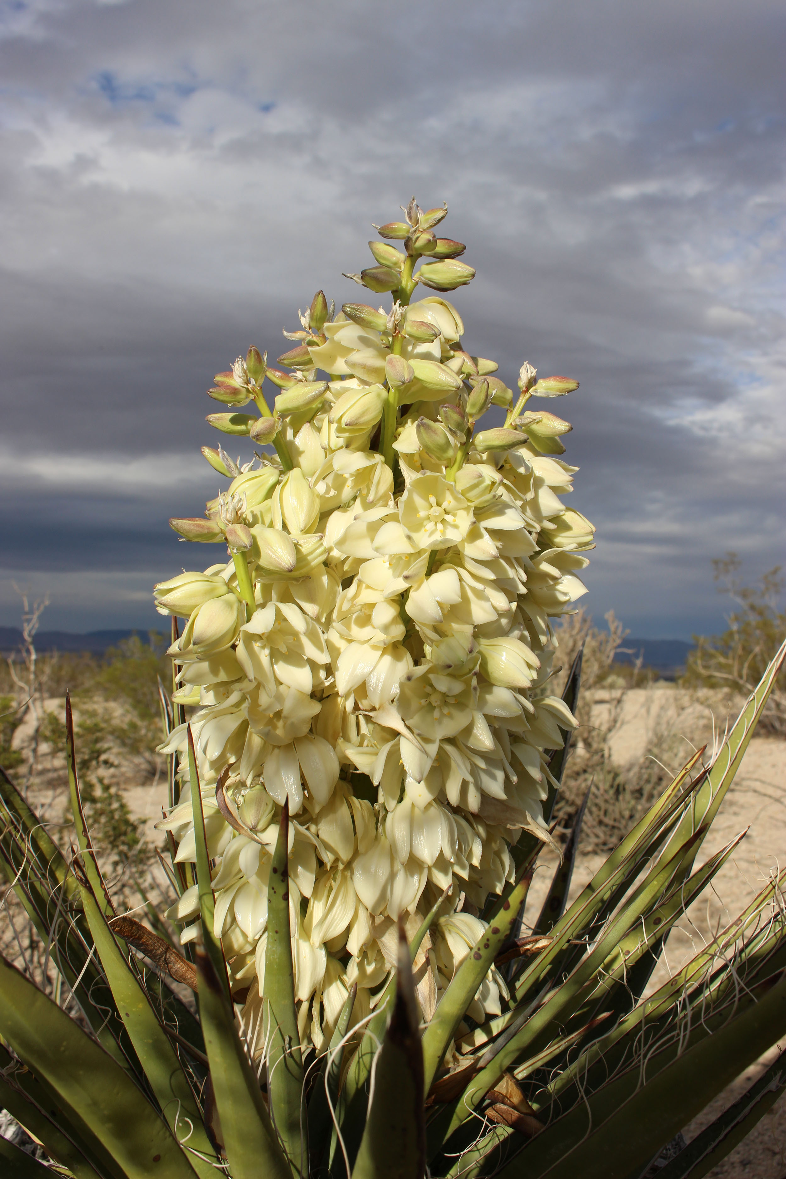 Mojave Yucca Bloom