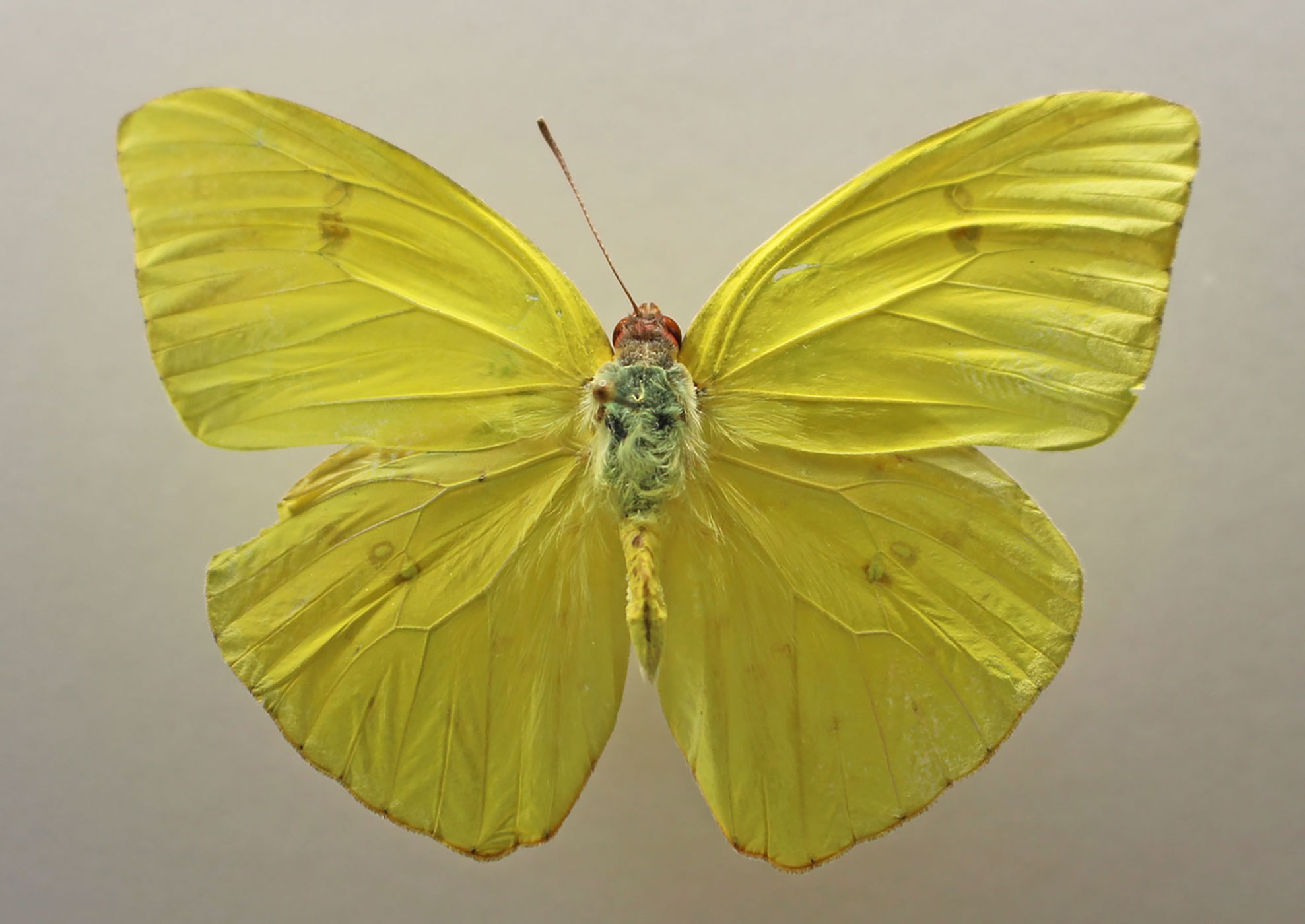 Cloudless Sulphur (Phoebis sennae)