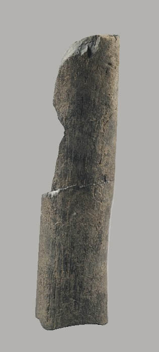 Dugong (Metaxytherium sp.) Rib