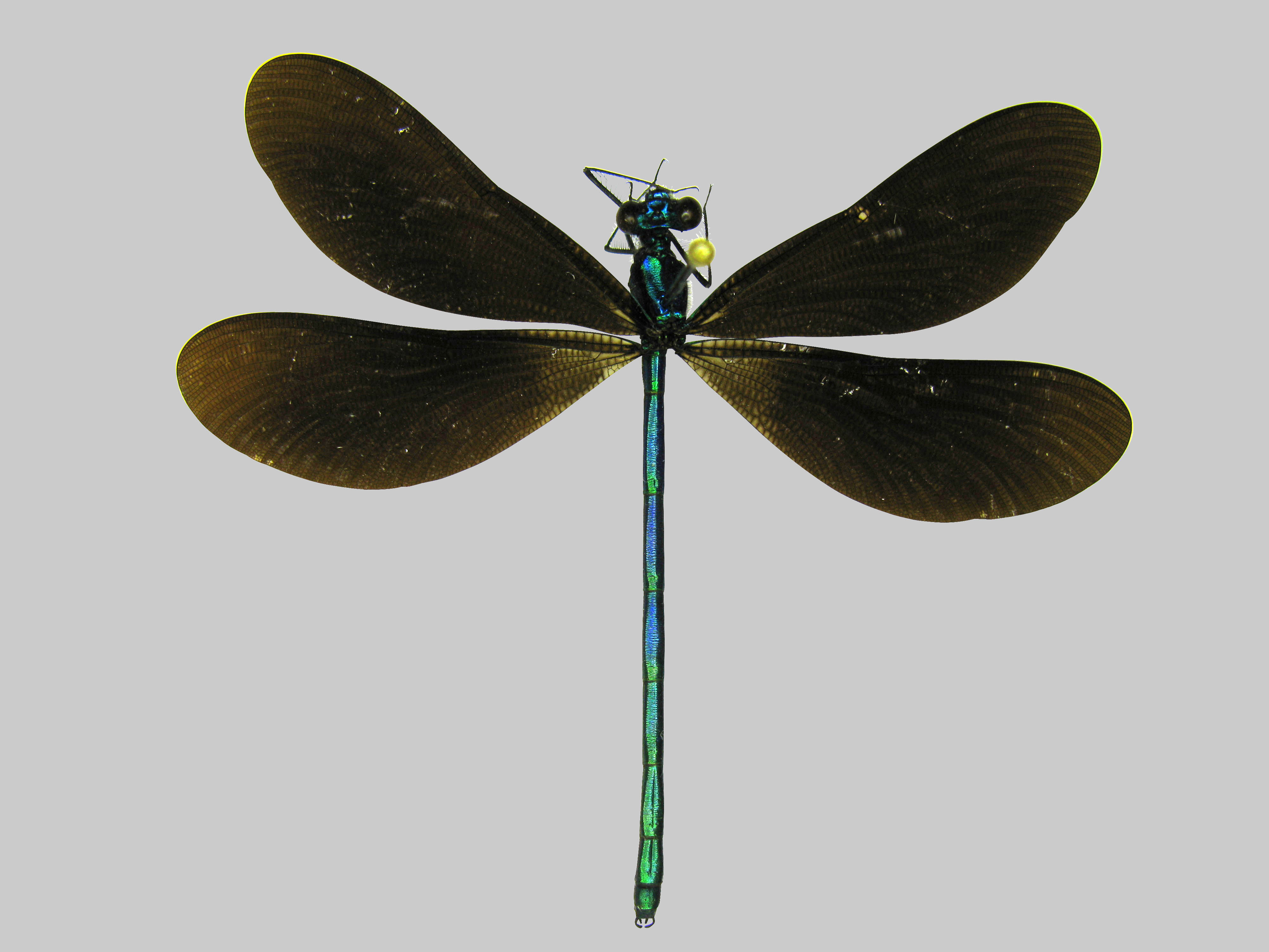 Ebony Jewelwing Damselfly (Calopteryx maculata)