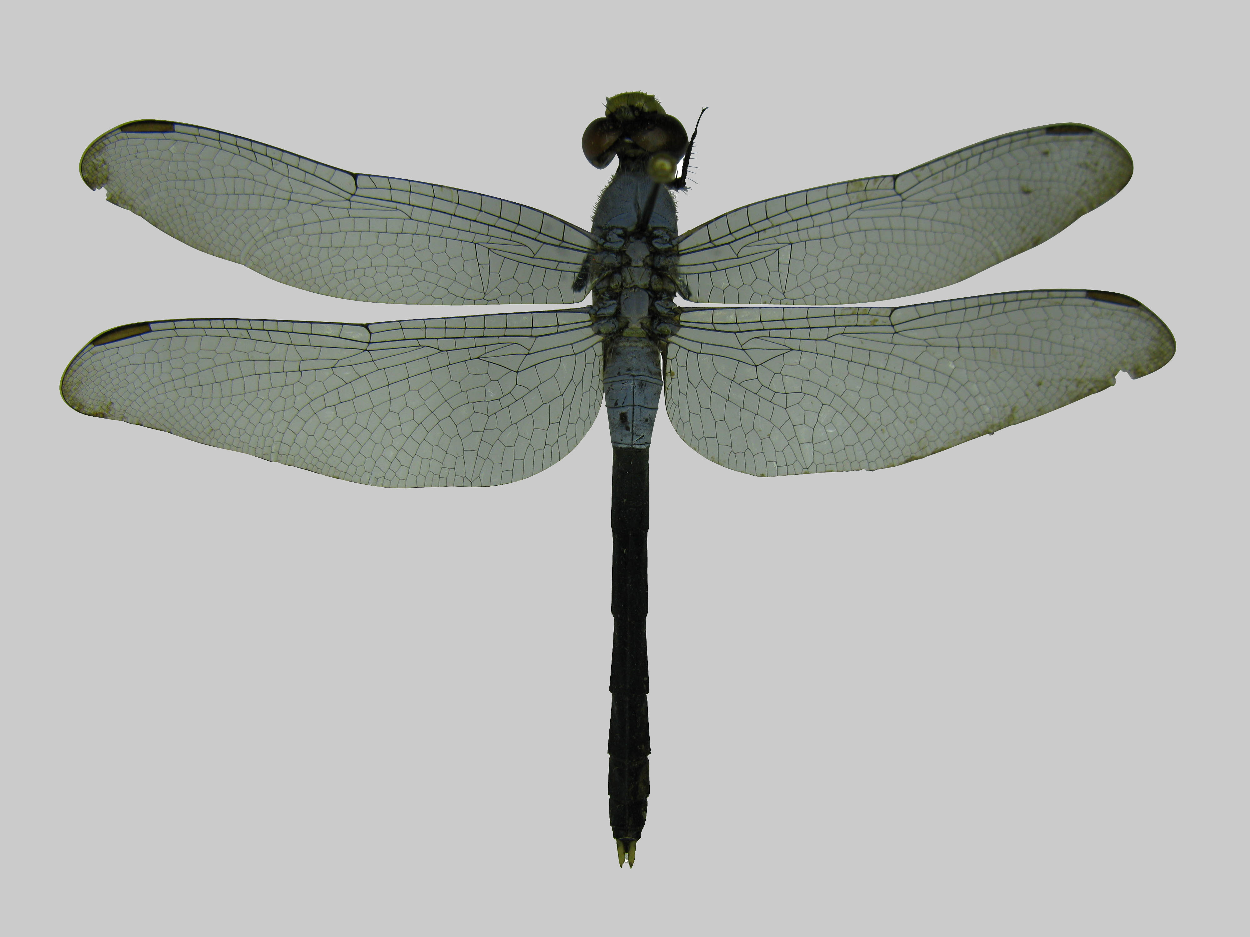 Great Blue Skimmer (Libellula vibrans)