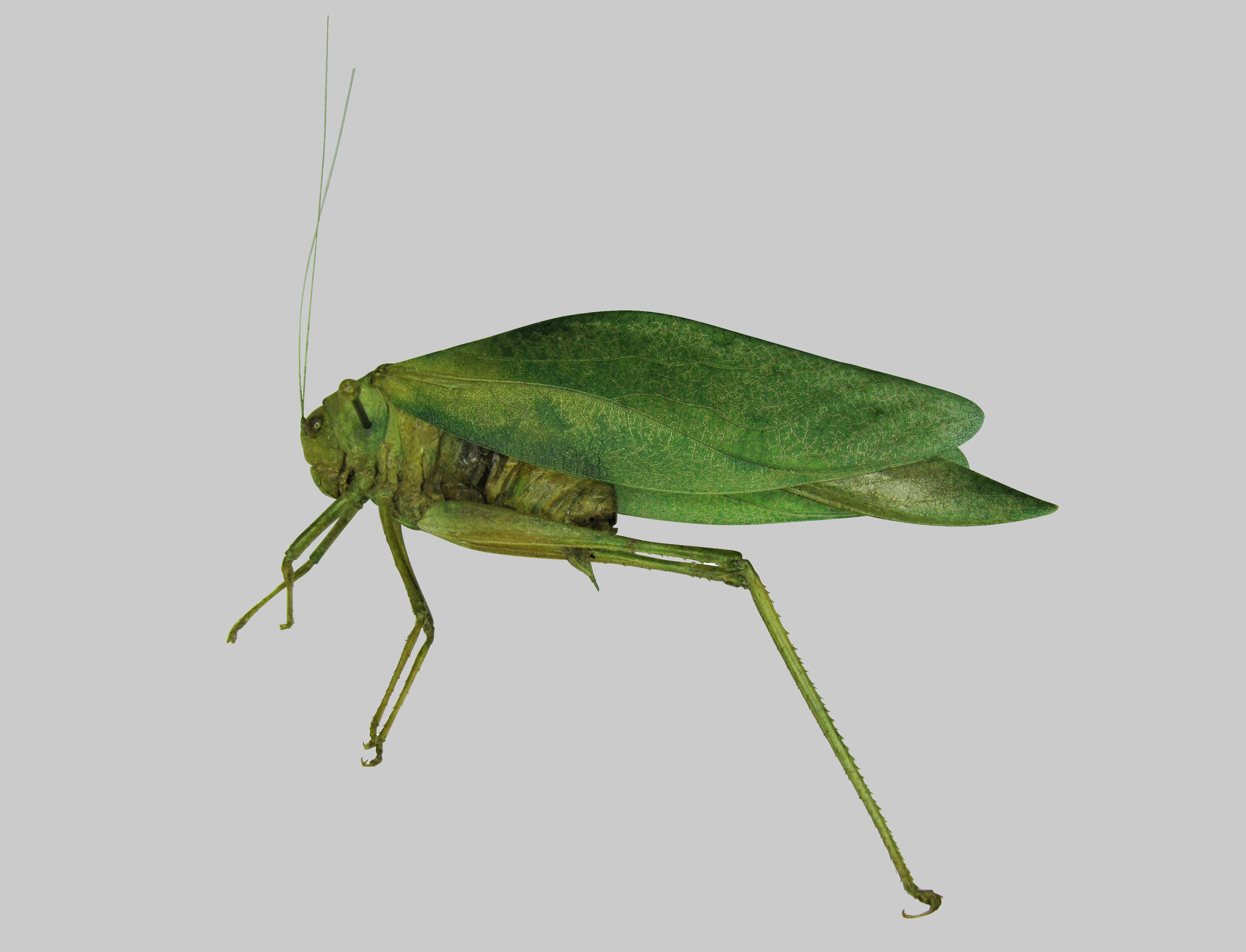 Broadwinged Katydid (Microcentrum rhombifolium)