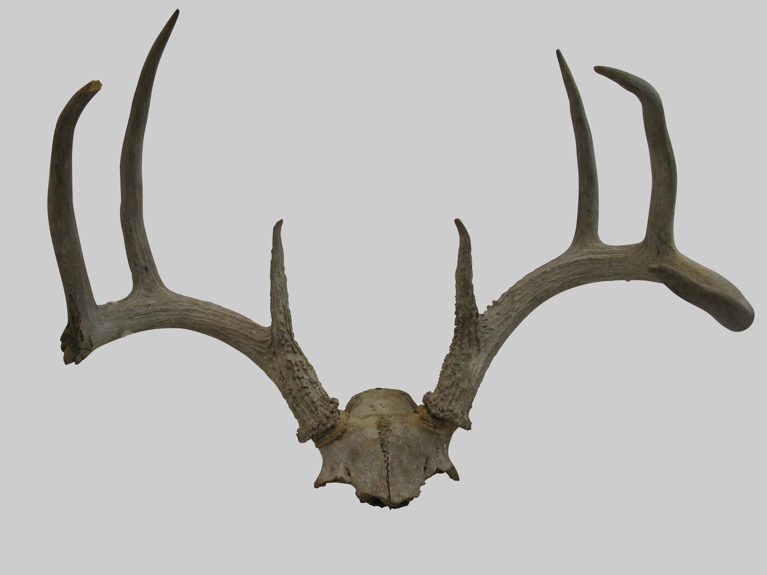 Deer Skull