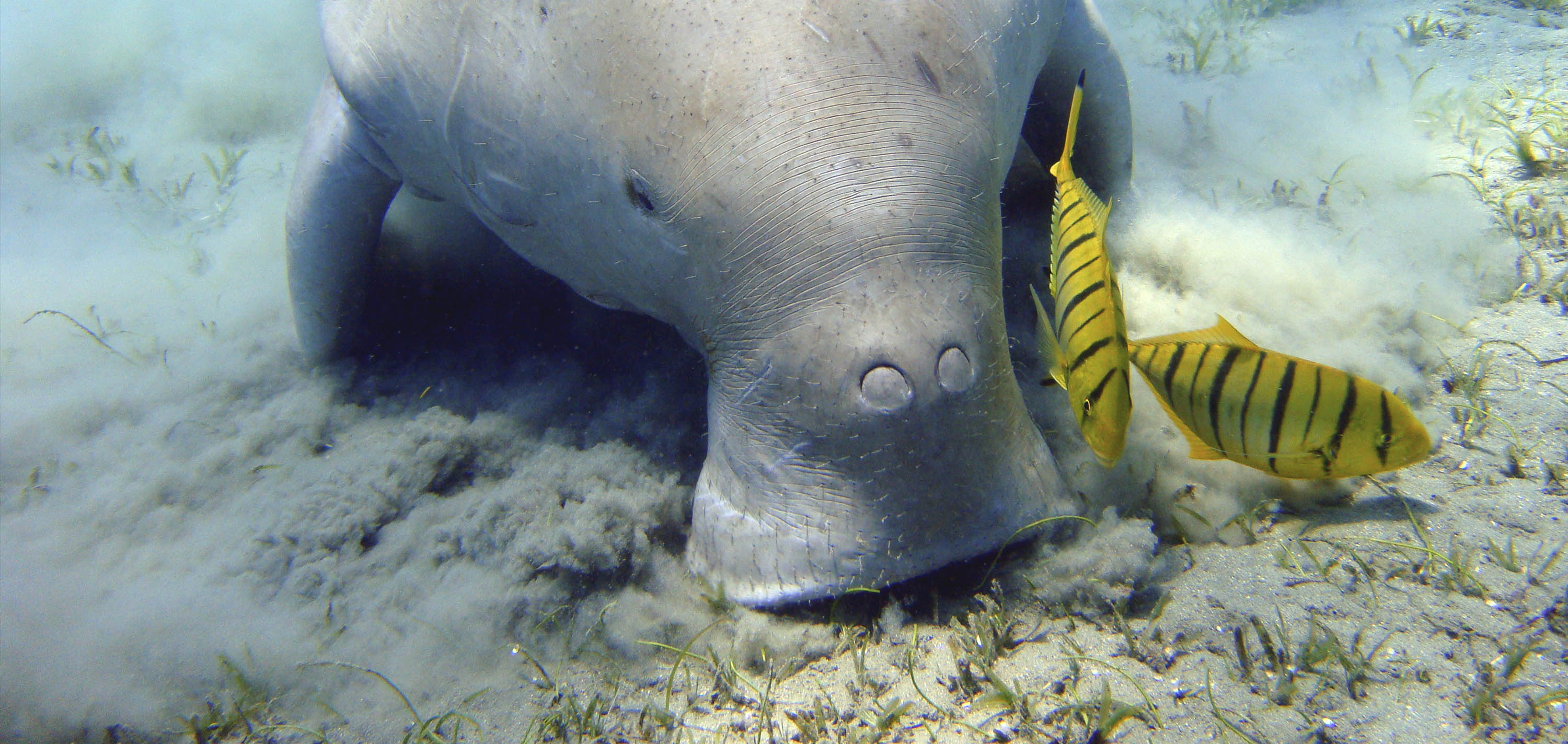 A Dugong near Marsa Alam