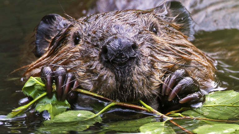 Beaver in water chewing on a tree limb