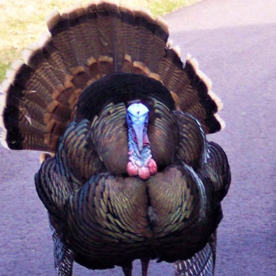 Wild Turkey on trail