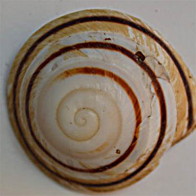 Shell