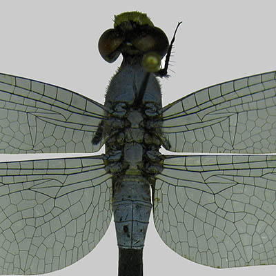 Great Blue Skimmer