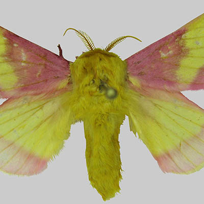 Rosy Maple Moth