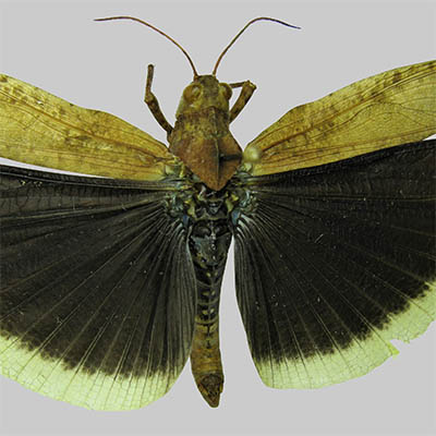 Carolina Grasshopper