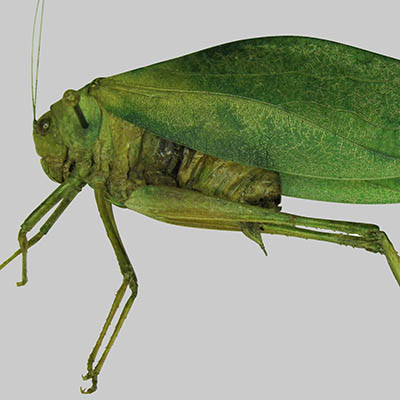 Broadwinged Katydid