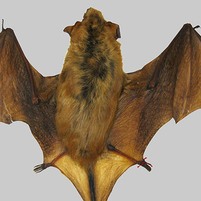 Big Brown Bat