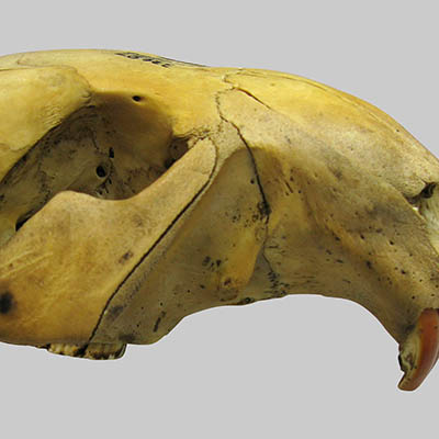 Beaver skull