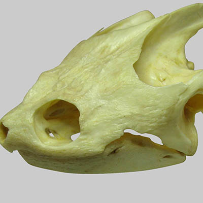 Turtle Skull