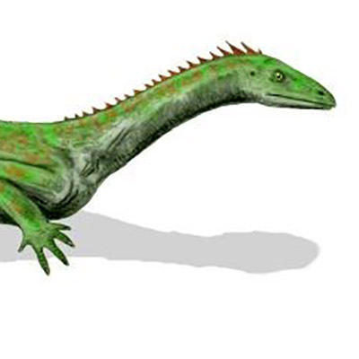 Macrocnemus basanii