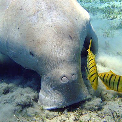 A Dugong near Marsa Alam