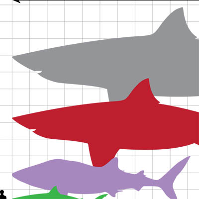 Megalodon Size Chart