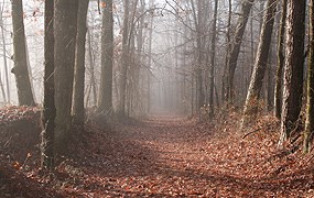 The Old Trace at milepost 222 of the Natchez Trace Parkway.