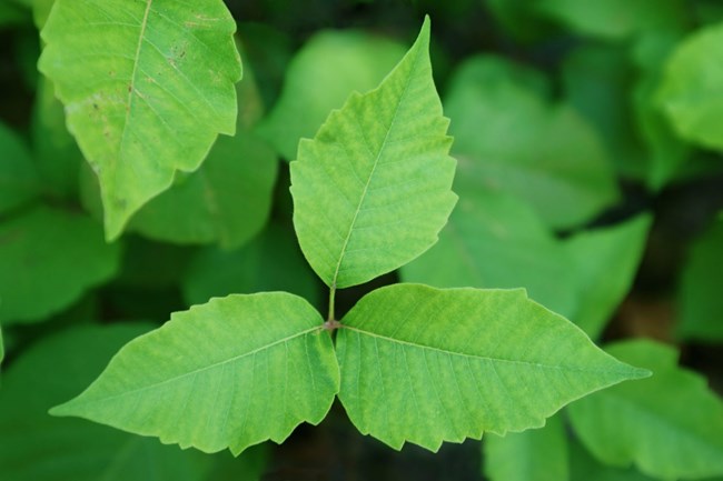 A plant with three ragged-edged leaves. It grows close to the ground surface.