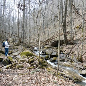 Big Branch Trail and cascading stream