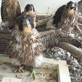 peregrine chicks in hack box