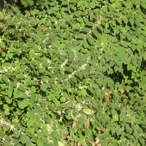 invasive plant crowding out native plants