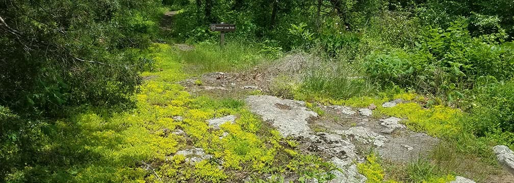 bright green plants covering rocks