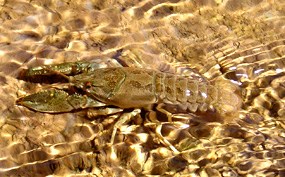 Crayfish