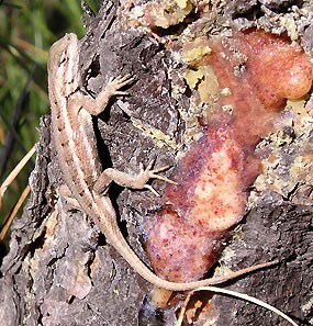 Northern prairie lizard