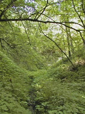 Spring Canyon