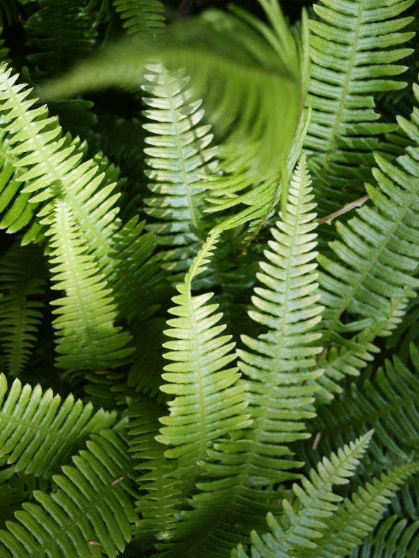 Deer Fern found along Big Beaver. NPS/Kirshenbaum