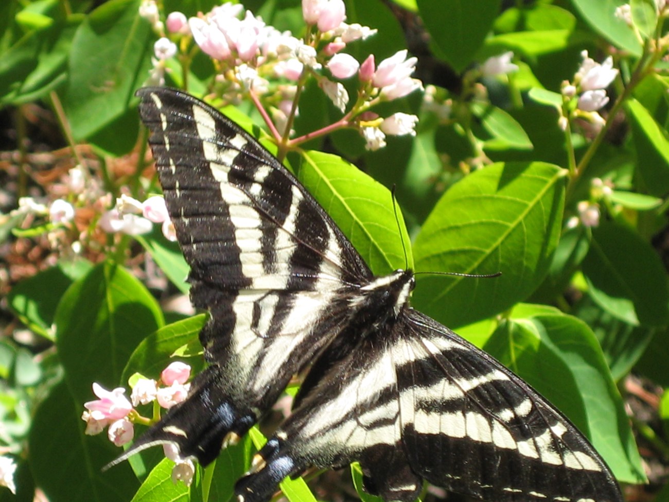 A butterfly feeding on nectar along the Coon Lake Trail.